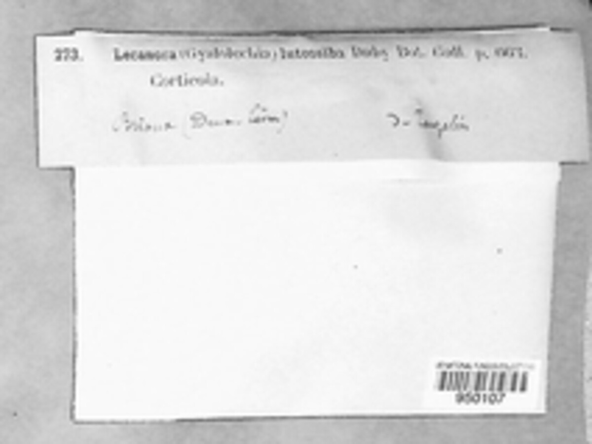 Caloplaca luteoalba image